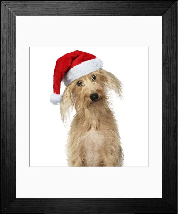 Framed Print : Cross Breed Dog, head on one side, wearing Christmas hat Framed Print : Cross Breed Dog, head on one side, wearing Christmas hat