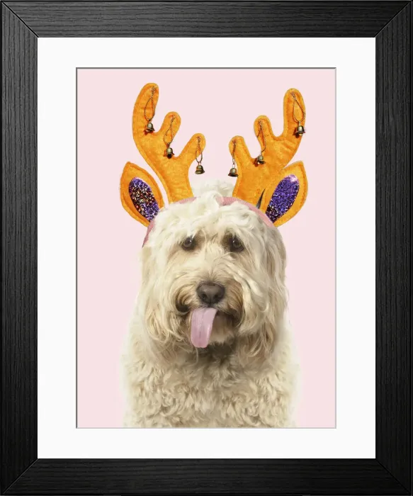 Framed Print : A23, 064. Cockerpoo Dog, mouth open, showing tongue wearing Christmas antler headband Date Framed Print : A23, 064. Cockerpoo Dog, mouth open, showing tongue wearing Christmas antler headband Date