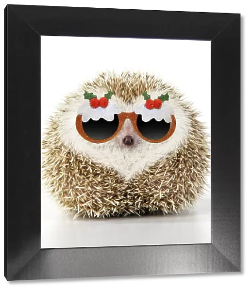 JD-20232. Hedgehog blonde with heart-shaped pattern in fur wearing Christmas