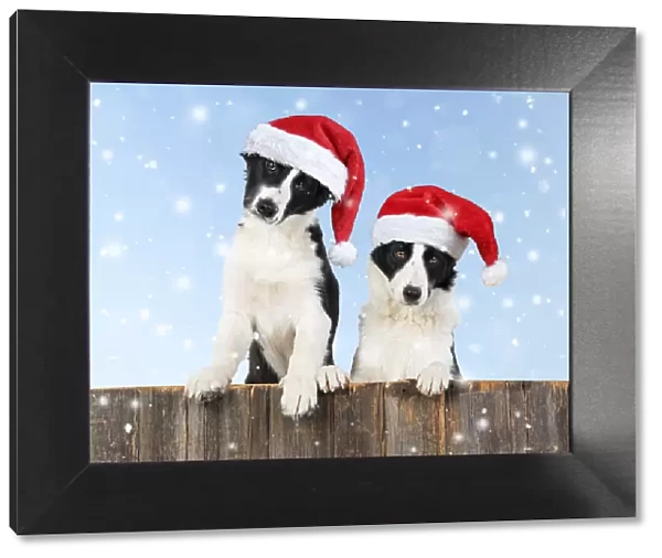 Border Collie dogs, two looking over wooden fence wearing Christmas hats in winter snow