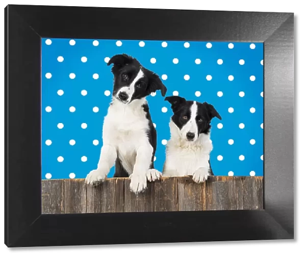 Border Collie dogs, two looking over wooden fence, polka dot background