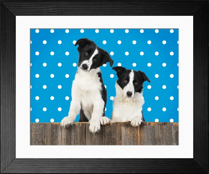 Framed Print : Border Collie dogs, two looking over wooden fence, polka dot background Framed Print : Border Collie dogs, two looking over wooden fence, polka dot background