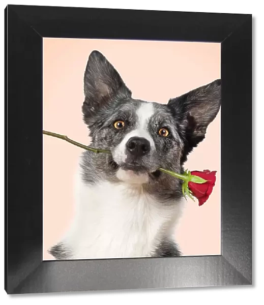 Collie X breed Dog, with a red rose in mouth
