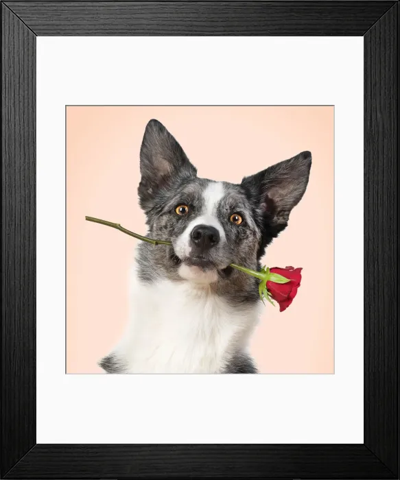 Framed Print : Collie X breed Dog, with a red rose in mouth Framed Print : Collie X breed Dog, with a red rose in mouth