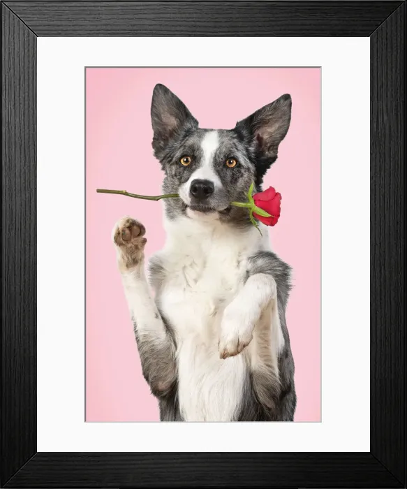 Framed Print : Collie X breed Dog, sitting, paws up with a red rose in mouth, pink background Framed Print : Collie X breed Dog, sitting, paws up with a red rose in mouth, pink background