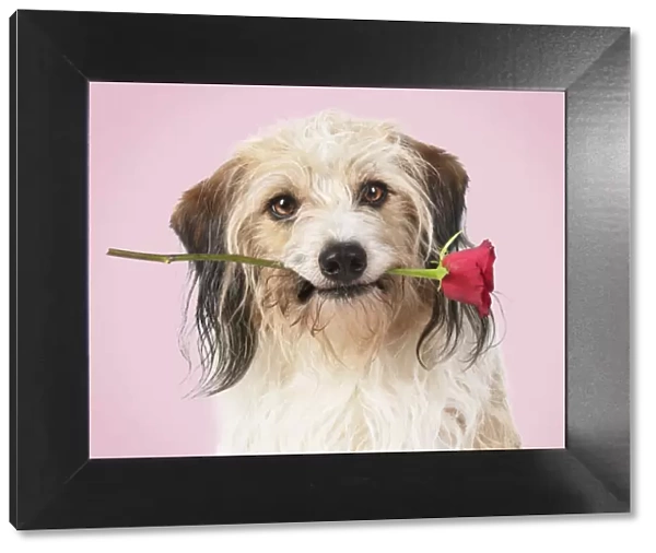 Cross breed Dog holding a red rose in its mouth, pink background
