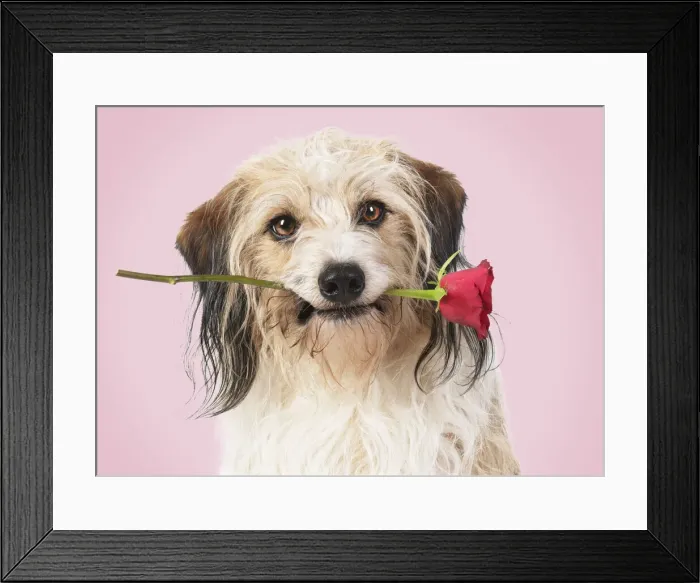 Framed Print : Cross breed Dog holding a red rose in its mouth, pink background Framed Print : Cross breed Dog holding a red rose in its mouth, pink background
