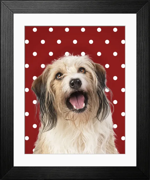 Framed Print : Cross Breed Dog, mouth open, polka dot background Framed Print : Cross Breed Dog, mouth open, polka dot background