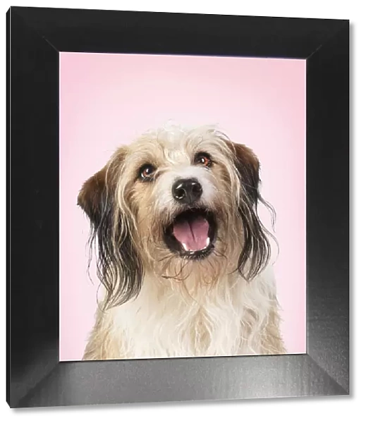 Cross Breed Dog, mouth open, pink background