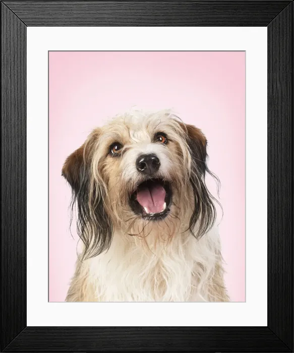 Framed Print : Cross Breed Dog, mouth open, pink background Framed Print : Cross Breed Dog, mouth open, pink background