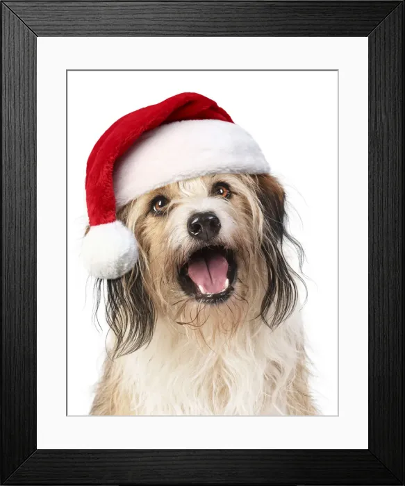 Framed Print : Cross Breed Dog, mouth open, wearing Christmas hat Framed Print : Cross Breed Dog, mouth open, wearing Christmas hat