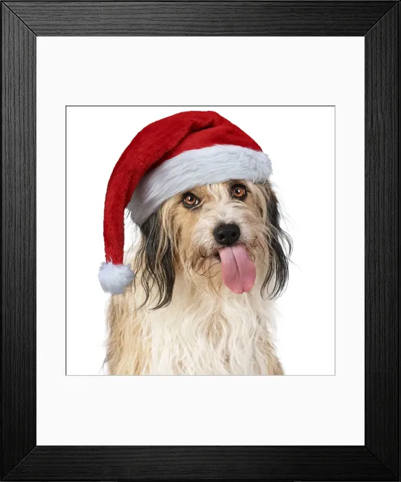 Framed Print : Cross Breed Dog, tongue out, wearing Christmas hat Framed Print : Cross Breed Dog, tongue out, wearing Christmas hat