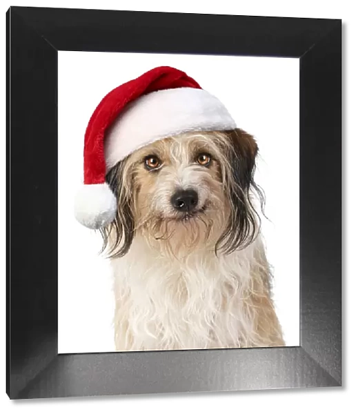 Cross Breed Dog, smiling, wearing Christmas hat