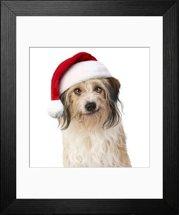 Framed Print : Cross Breed Dog, smiling, wearing Christmas hat Framed Print : Cross Breed Dog, smiling, wearing Christmas hat