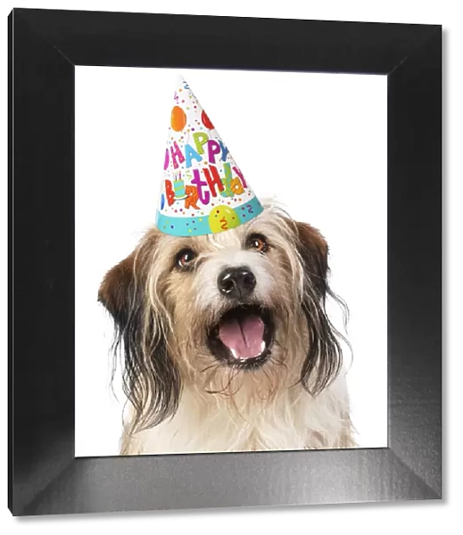 Cross Breed Dog, mouth open, wearing Happy Birthday party hat