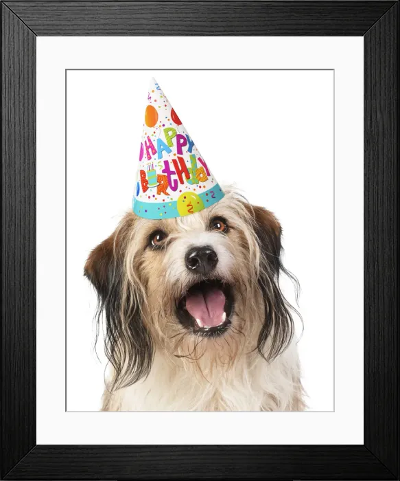 Framed Print : Cross Breed Dog, mouth open, wearing Happy Birthday party hat Framed Print : Cross Breed Dog, mouth open, wearing Happy Birthday party hat