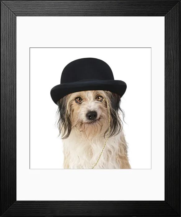 Framed Print : Cross Breed Dog, smiling, wearing bowler hat and monocle Framed Print : Cross Breed Dog, smiling, wearing bowler hat and monocle