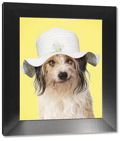 Cross Breed Dog, smiling, wearing Easter bonnet