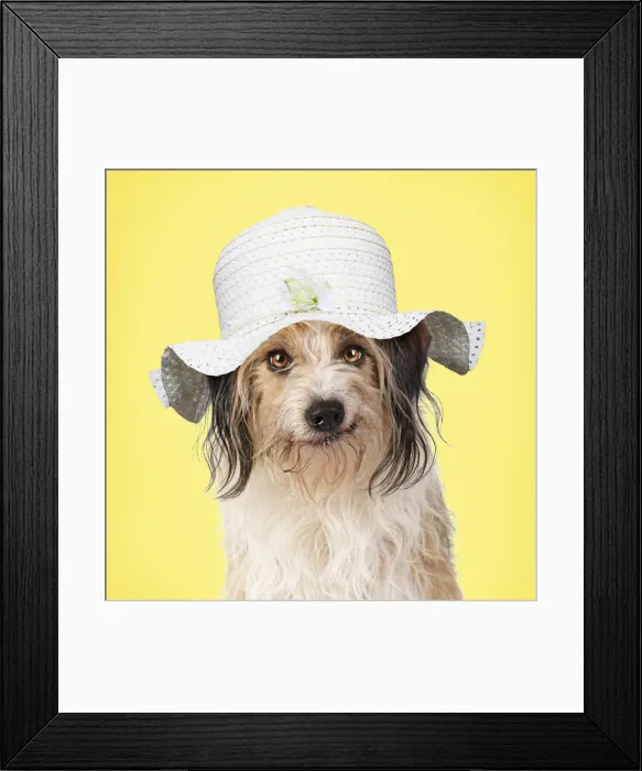 Framed Print : Cross Breed Dog, smiling, wearing Easter bonnet Framed Print : Cross Breed Dog, smiling, wearing Easter bonnet