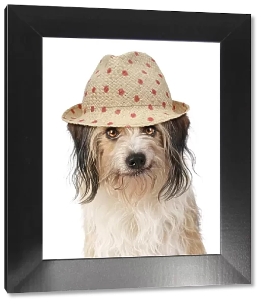 Cross breed Dog, smiling, wearing sun hat