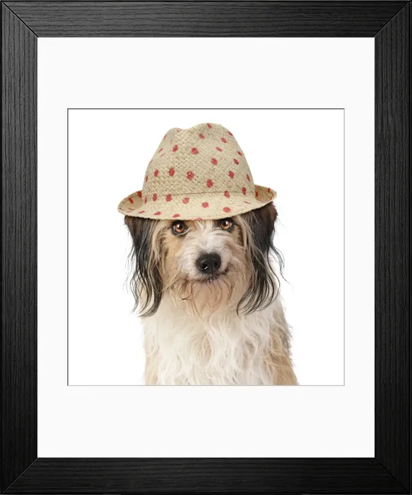 Framed Print : Cross breed Dog, smiling, wearing sun hat Framed Print : Cross breed Dog, smiling, wearing sun hat