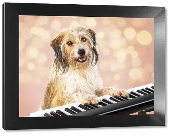 Cross breed Dog, sitting at a piano  /  keyboard, paws on keys