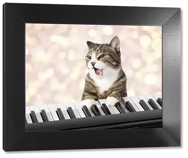 Cat sitting at a piano  /  keyboard, paws on keys