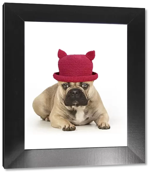 French bulldog, laying down, wearing red hat with ears