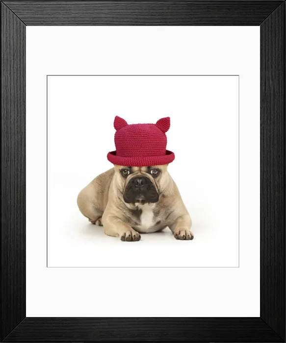 Framed Print : French bulldog, laying down, wearing red hat with ears