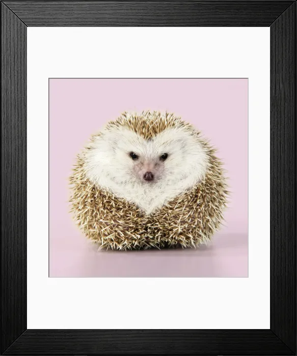 Framed Print : JD-20232. Hedgehog blonde with heart-shaped pattern in fur pink background Framed Print : JD-20232. Hedgehog blonde with heart-shaped pattern in fur pink background