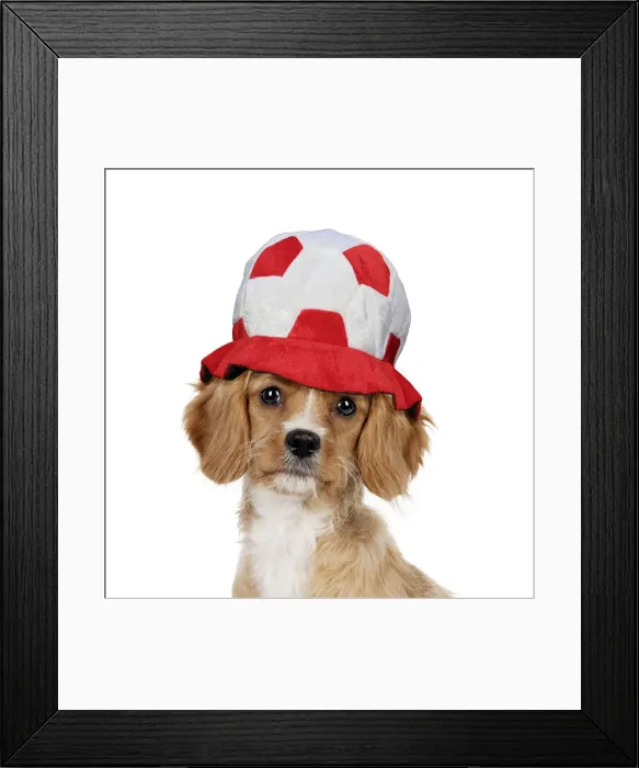 Framed Print : JD-23007. Cavapoo Dog wearing football hat Date: 09-Dec-11 Framed Print : JD-23007. Cavapoo Dog wearing football hat Date: 09-Dec-11