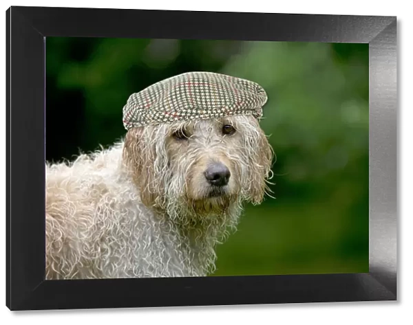 JD-23466. Goldendoodle Dog, wet, wearing flat cap hat Date: 15-Jun-12