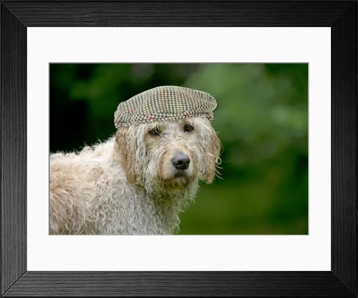 Framed Print : JD-23466. Goldendoodle Dog, wet, wearing flat cap hat Date: 15-Jun-12 Framed Print : JD-23466. Goldendoodle Dog, wet, wearing flat cap hat Date: 15-Jun-12