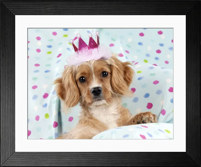 Framed Print : JD-23012. Cavapoo Dog, sitting on spotty blanket wearing pink crown Date: 09-Dec-11 Framed Print : JD-23012. Cavapoo Dog, sitting on spotty blanket wearing pink crown Date: 09-Dec-11