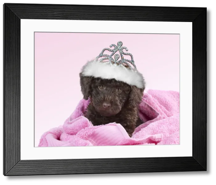 Framed Print : Toy Goldendoodle Dog, wearing crown  /  tiara and wrapped in pink towels (10 weeks)