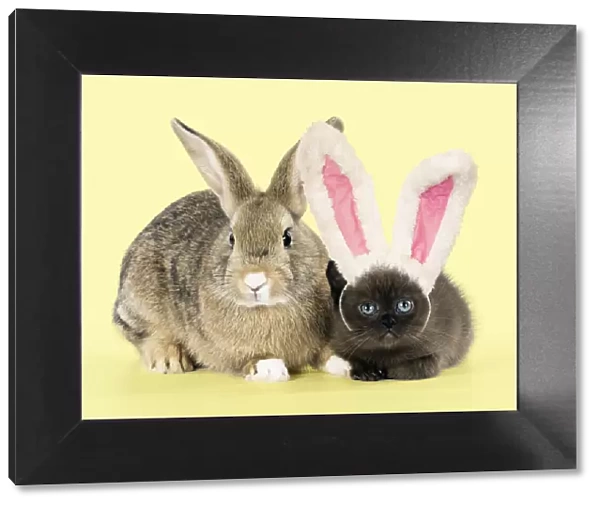 A21, 066. Rabbit, Pet rabbit ( agouti ) with asian kitten 