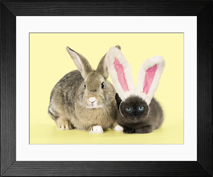 Framed Print : A21, 066. Rabbit, Pet rabbit ( agouti ) with asian kitten Framed Print : A21, 066. Rabbit, Pet rabbit ( agouti ) with asian kitten