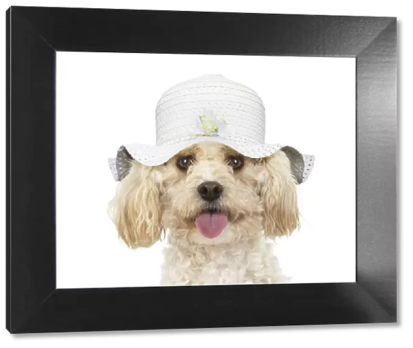 A22, 574. Cavapoo Dog, wearing a hat Date: 25-Mar-19