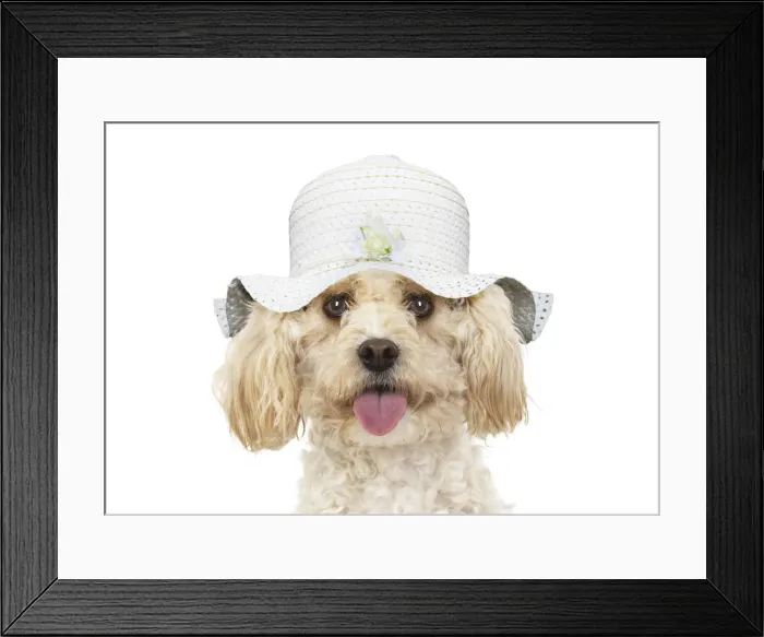 Framed Print : A22, 574. Cavapoo Dog, wearing a hat Date: 25-Mar-19 Framed Print : A22, 574. Cavapoo Dog, wearing a hat Date: 25-Mar-19