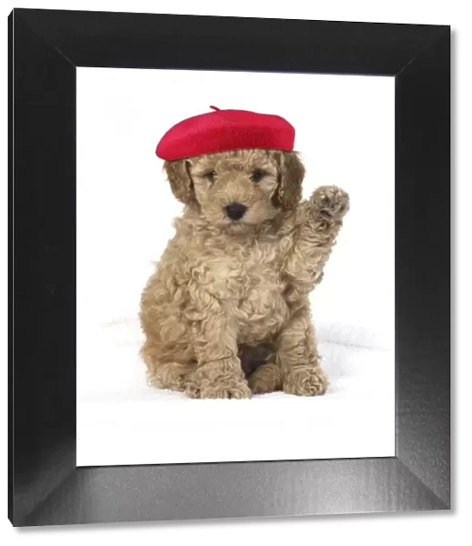 A22, 978. Cavapoo Dog, puppy 6 weeks old wearing red beret with paw up Date: 30-Oct-19