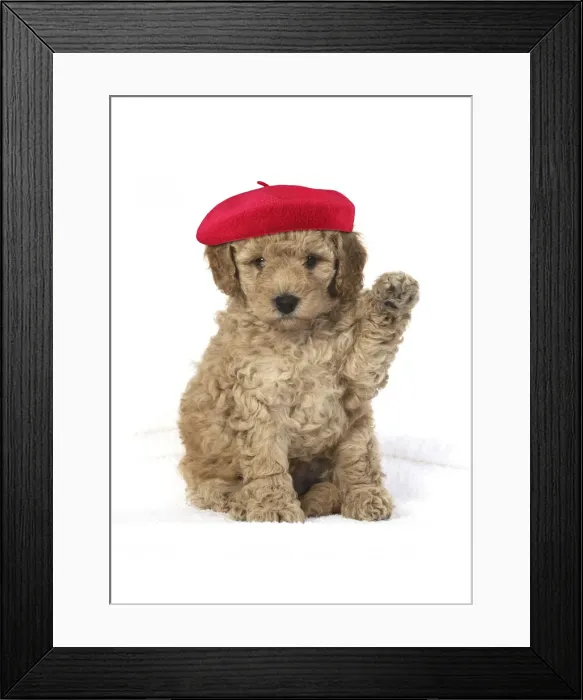 Framed Print : A22, 978. Cavapoo Dog, puppy 6 weeks old wearing red beret with paw up Date: 30-Oct-19 Framed Print : A22, 978. Cavapoo Dog, puppy 6 weeks old wearing red beret with paw up Date: 30-Oct-19