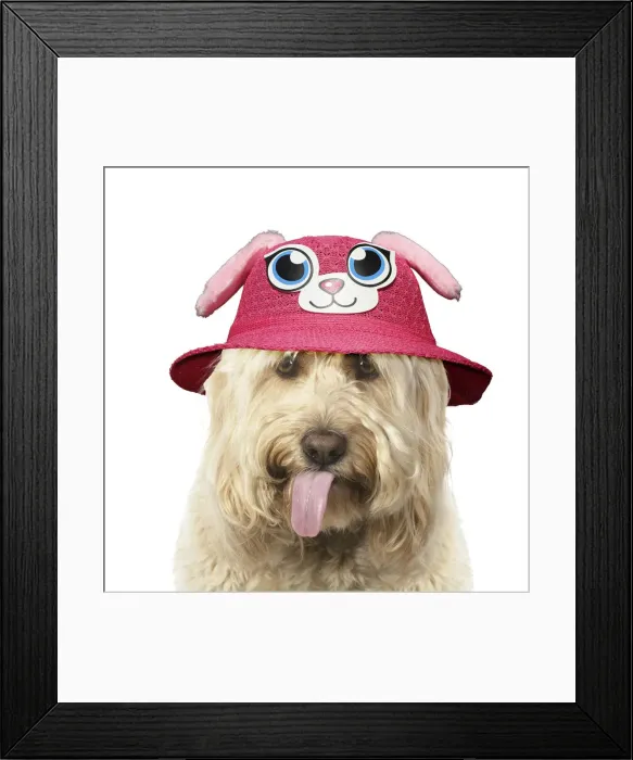 Framed Print : A23, 064. Cockerpoo Dog, mouth open showing tongue and wearing hat Date: 30-Oct-19 Framed Print : A23, 064. Cockerpoo Dog, mouth open showing tongue and wearing hat Date: 30-Oct-19