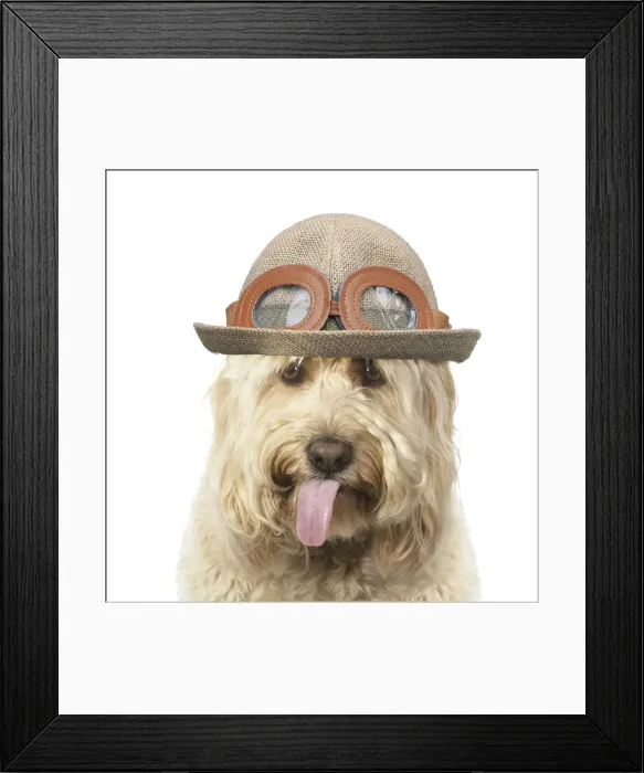 Framed Print : A23, 064. Cockerpoo Dog, mouth open showing tongue and wearing hat Date: 30-Oct-19