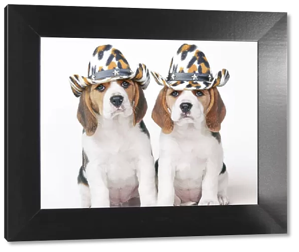 Beagle Dog, two puppies wearing cowboy hats