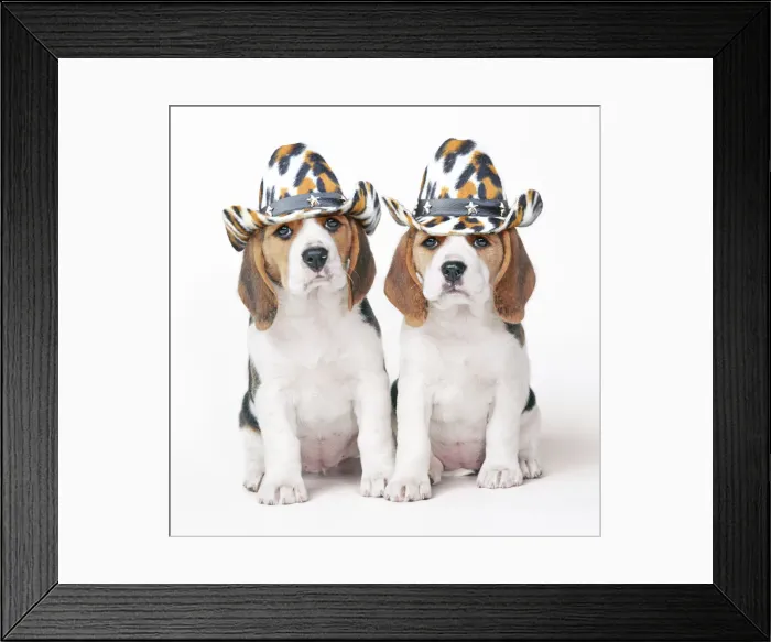 Framed Print : Beagle Dog, two puppies wearing cowboy hats Framed Print : Beagle Dog, two puppies wearing cowboy hats