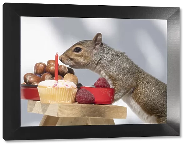 Grey Squirrel on a miniature picnic bench eating nuts & fruit