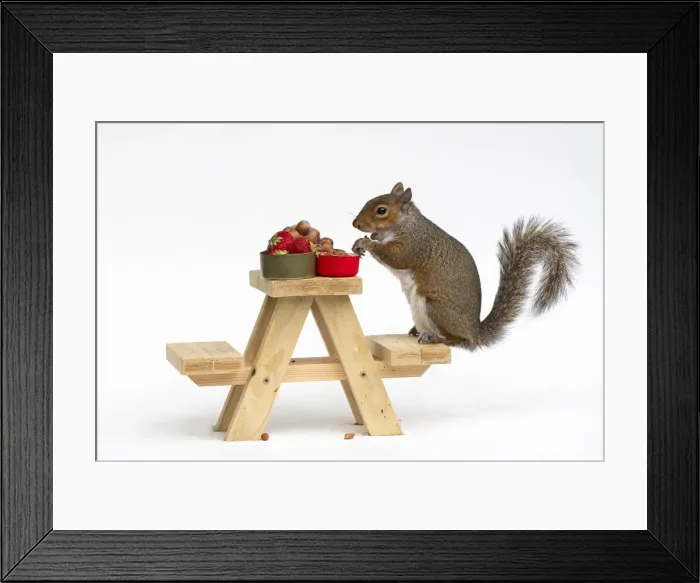 Framed Print : Grey Squirrel on a miniature picnic bench eating nuts & fruit Framed Print : Grey Squirrel on a miniature picnic bench eating nuts & fruit