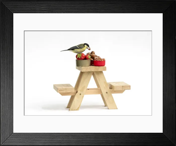 Framed Print : Grey Squirrel on a miniature picnic bench eating nuts & fruit