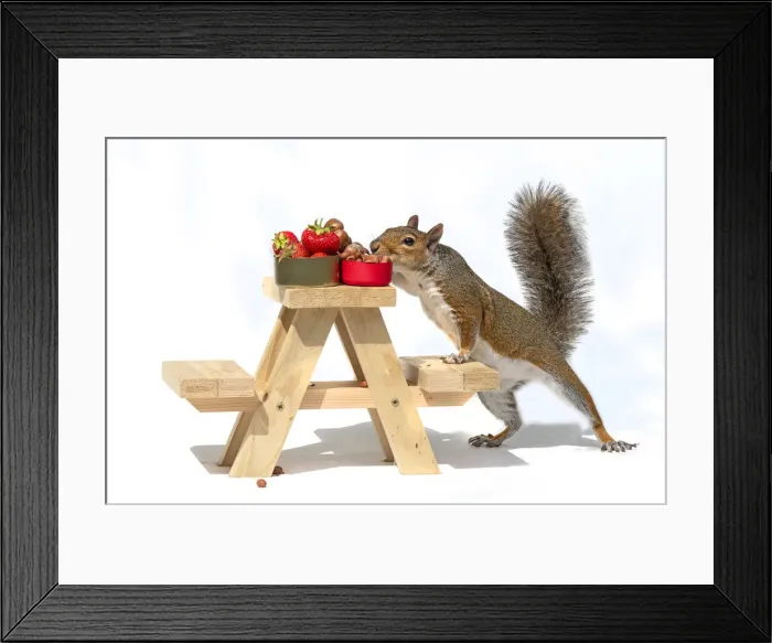 Framed Print : Grey Squirrel on a miniature picnic bench eating nuts & fruit Framed Print : Grey Squirrel on a miniature picnic bench eating nuts & fruit