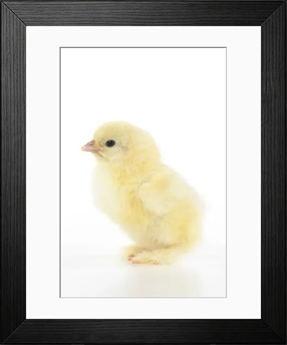 Framed Print : BIRD, one day old chick, , on white background, studio Framed Print : BIRD, one day old chick, , on white background, studio